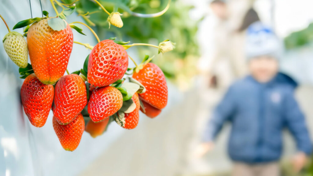 เก็บสตรอว์เบอร์รีที่ Iseya Farm นารูโตะ｜60 นาทีและวิธีจองอย่างละเอียด