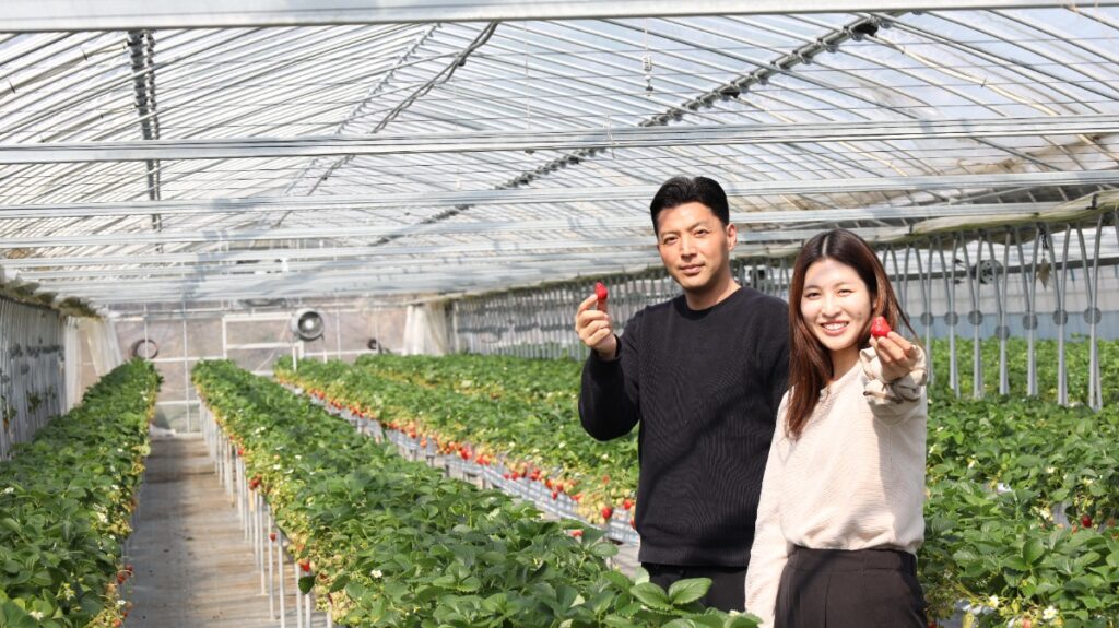 เก็บสตรอว์เบอร์รีที่ Kisai Garden นารูโตะ｜จองรอบเวลาและราคา
