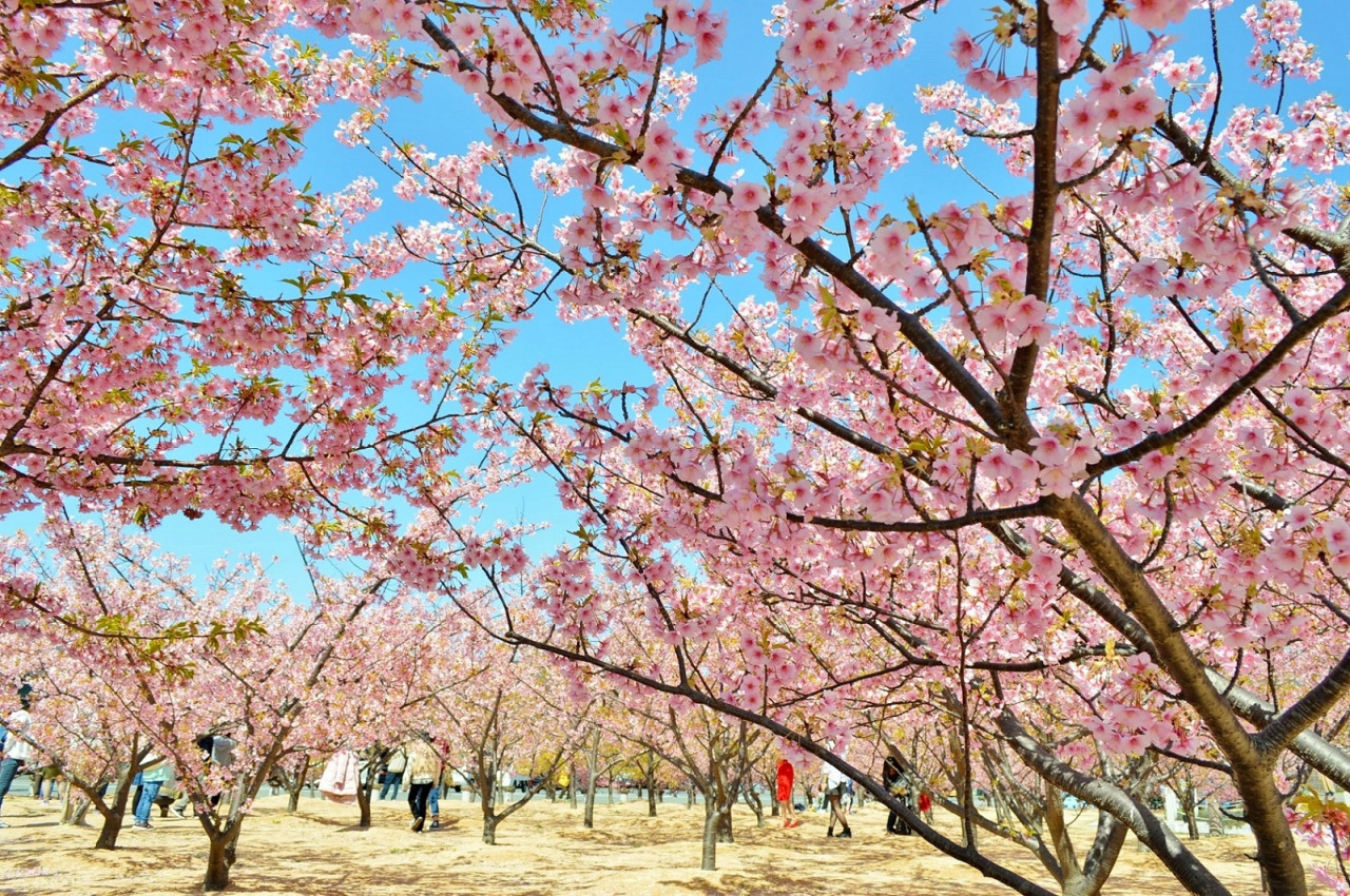 ซากุระคาวาสึ สวนชินซุย ฮางิ