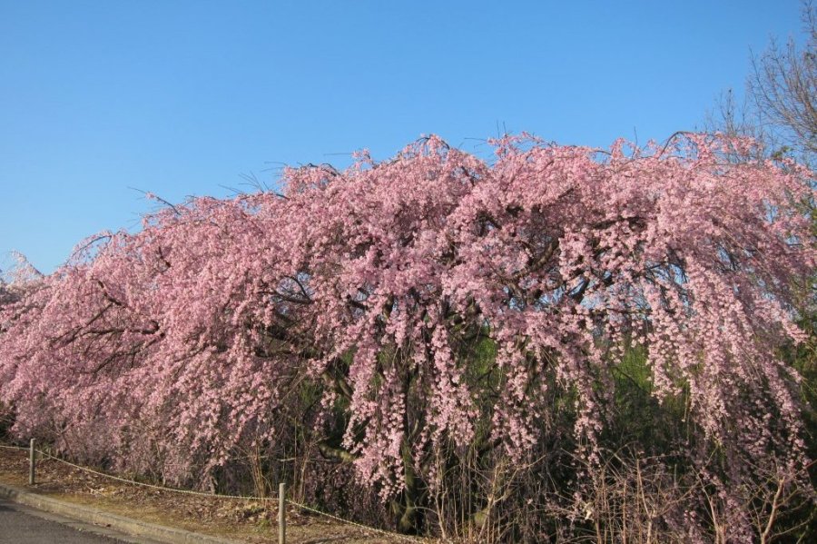 ซากุระกิ่งย้อยสีชมพูที่สวนซานุกิฟลาวเวอร์การ์เดน