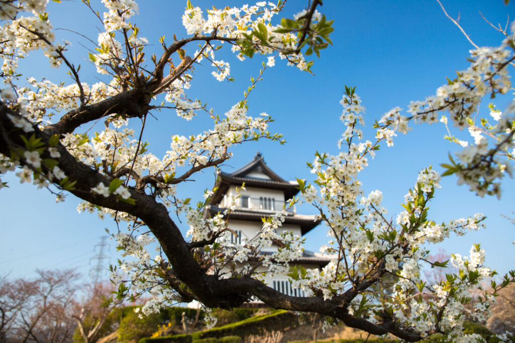 Asahiyama Forest Park และปราสาทบนยอดเขา