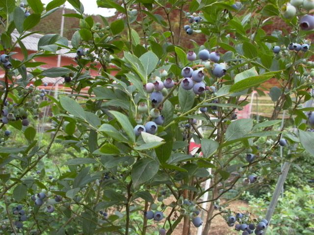 Shidehara Blueberry Farm
