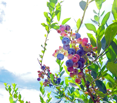 Very Berry Farm Wakimachi