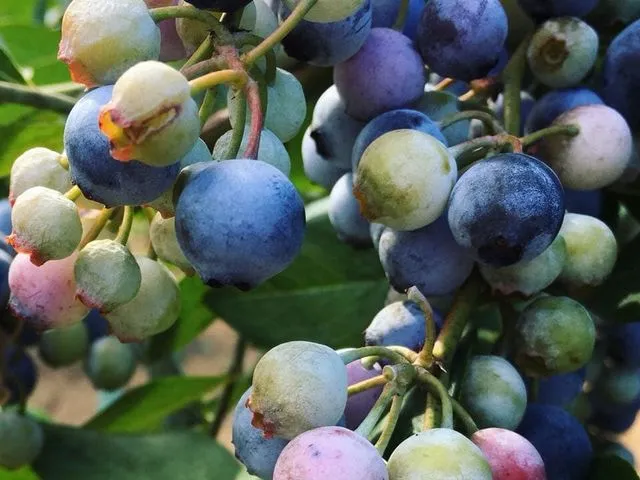 Ochiai Blueberry Farm