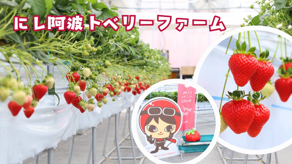 สตรอว์เบอร์รีที่ Nishi-Awa ToBerry Farm