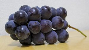 เก็บองุ่นที่ Hiraoka Grape Farm โคจิ