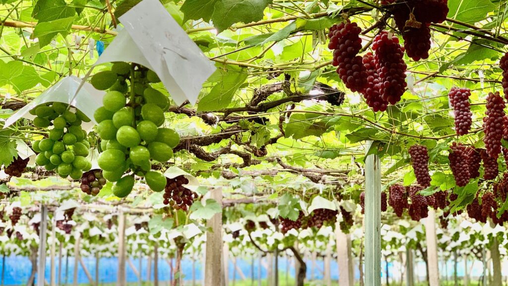 เก็บองุ่นแบบชั่งน้ำหนักที่ Miki Grape Farm｜ราคาและการเข้าร่วม