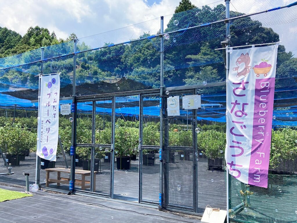 เก็บบลูเบอร์รีกว่า 30 สายพันธุ์ที่ Sanagochi｜ราคาและวิธีจอง