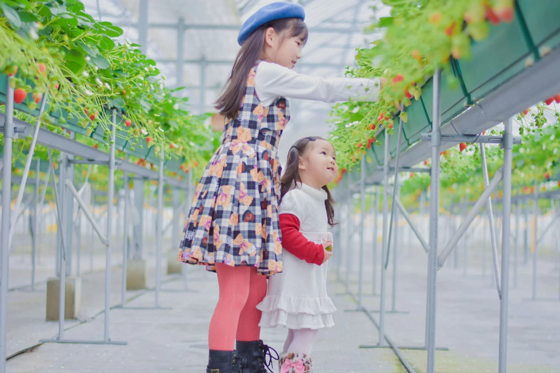 เด็กกำลังเก็บสตรอว์เบอร์รีภายในโรงเรือนของ TODA Berry Farm