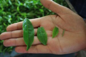 เก็บใบชาและนวดชาที่ Kiriyama Tea Garden โคจิ