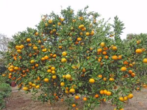 เก็บมิกังที่ Coral Fruits Otsuki Farm โคจิ