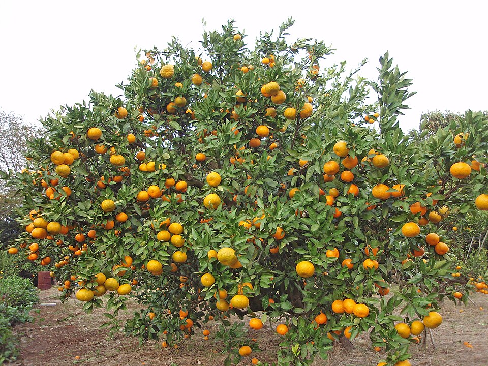 เก็บมิกังที่ Coral Fruits Otsuki Farm โคจิ｜ราคาและการจองกลุ่ม