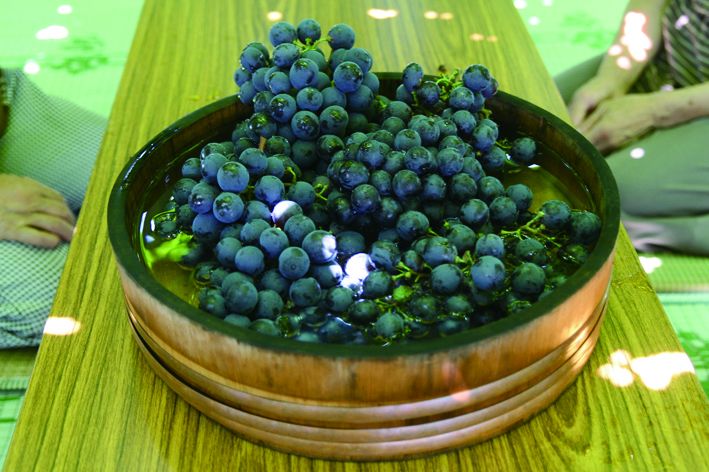 กินองุ่นไม่จำกัดเวลาที่ Yamakawa Grape Farm｜ราคาและการเดินทาง