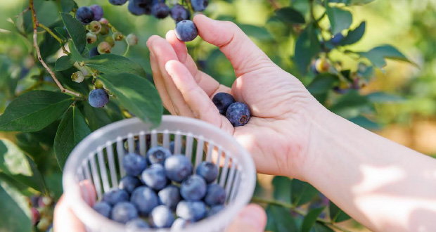 เก็บบลูเบอร์รี 90 นาทีที่ Ochiai Blueberry Farm｜วิธีจองและการเดินทาง