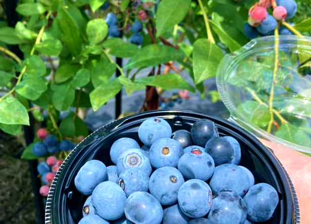 AWA Blueberry Farm