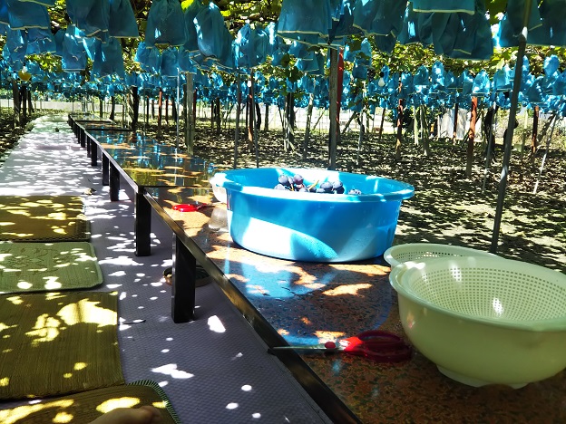 山川ぶどう園