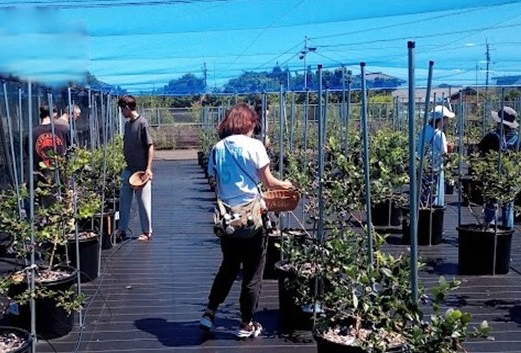 Nakagawa BLUEBERRY Miki Farm