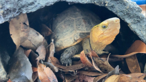 นิทรรศการภายในพิพิธภัณฑ์เต่าทะเล Caretta ที่ Hiwasa