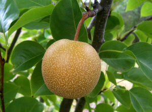 สวนสาลี่คุราโยชิ ทตโตริ