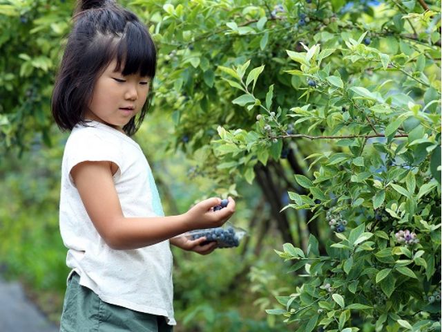 Kazurabashi Blueberry Farm and Cafe Tenku