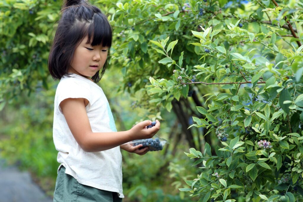 เก็บบลูเบอร์รีบนภูเขาที่ Kazurabashi Farm & Cafe Tenku｜วิธีจอง