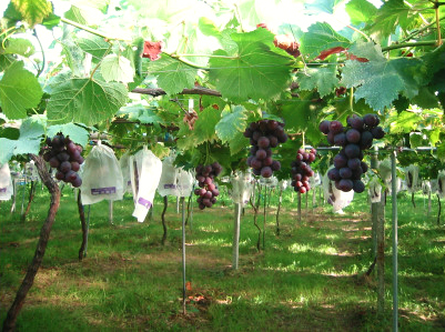 Miki Grape Farm