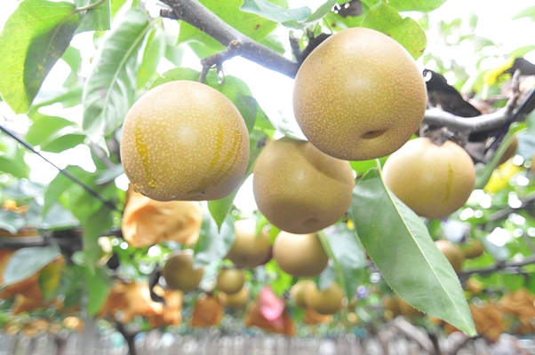 Pear picking at Fruit Garden Yamagata