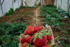 เก็บสตรอว์เบอร์รีที่ View Farm