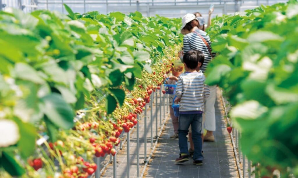 เก็บสตรอว์เบอร์รีที่ Osumi Strawberry Farm｜ชิมหลายสายพันธุ์ใกล้สนามบินโทคุชิมะ