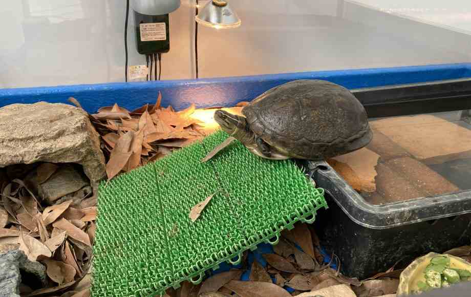 พิพิธภัณฑ์เต่าทะเล Caretta ที่ Hiwasa หลังการรีโนเวต