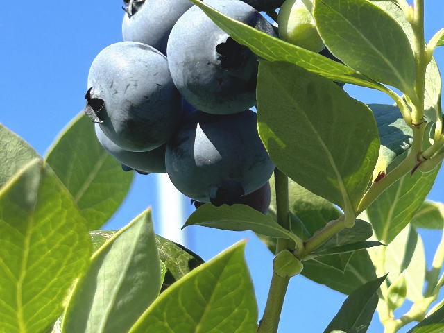 那賀川BLUEBERRYみき農園のブルーベリー