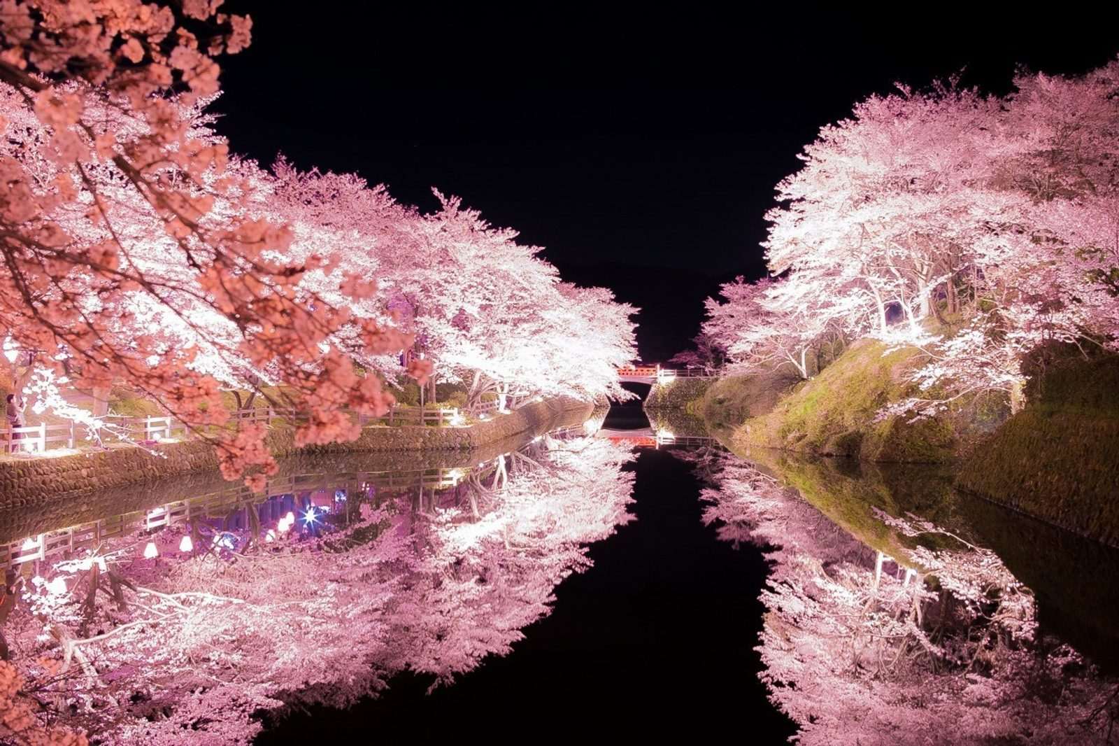 ซากุระที่เปิดไฟส่องยามค่ำสะท้อนลงคูน้ำ สวนซากปราสาทชิคาโนะ