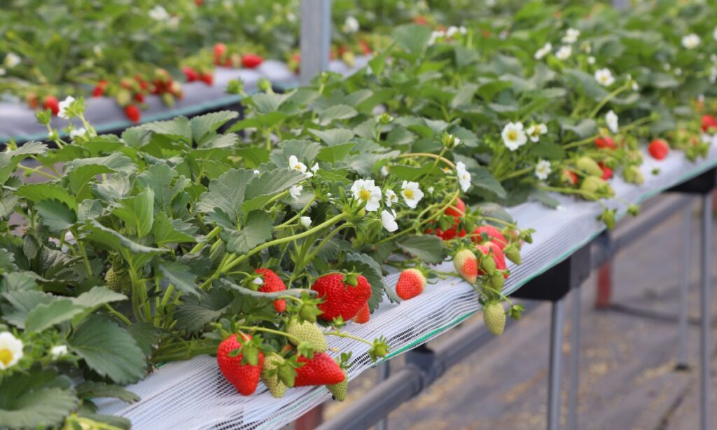 เก็บสตรอว์เบอร์รีที่ Berry Mate Farm อาวะ｜60 นาทีและวิธีจอง