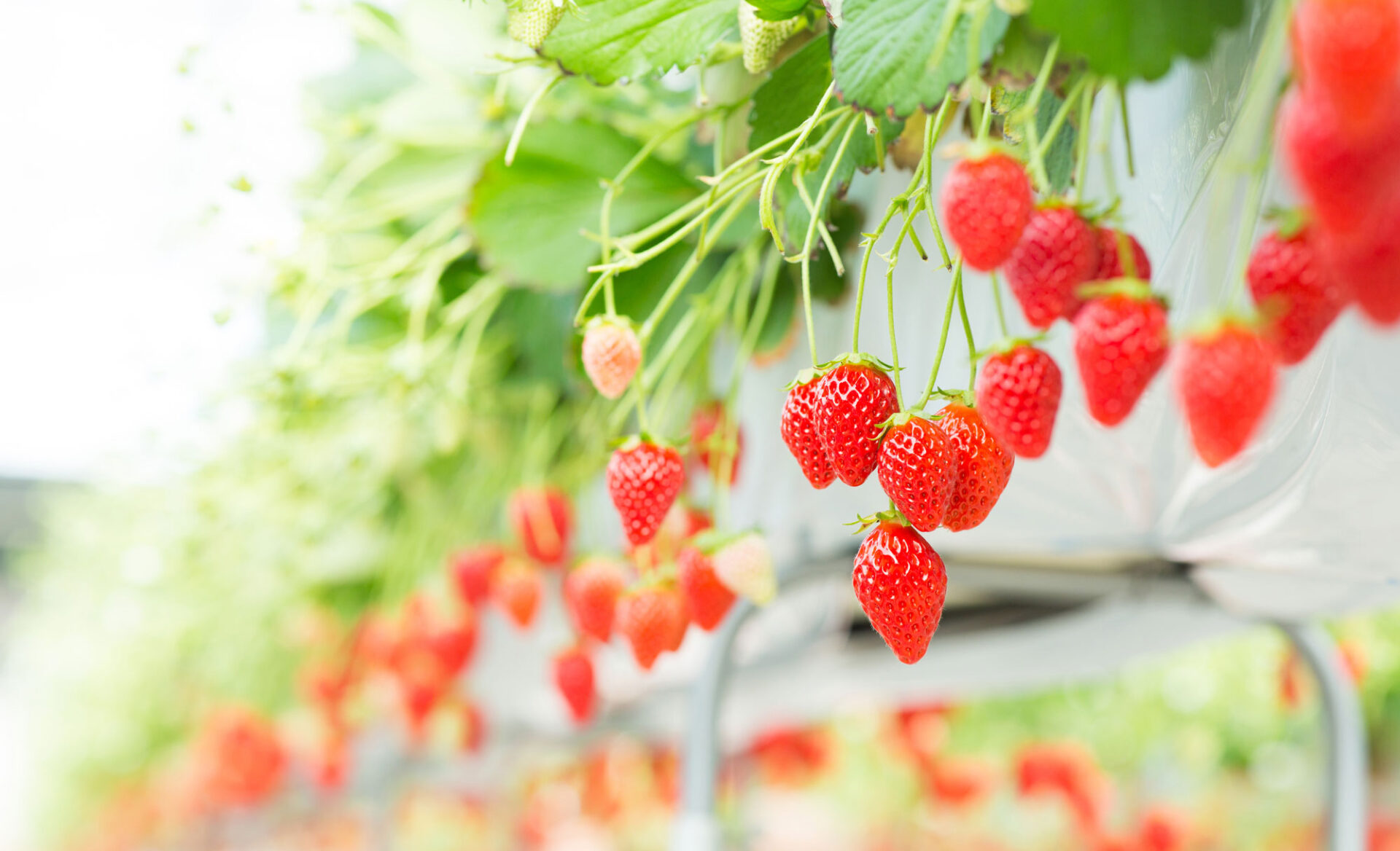 สตรอว์เบอร์รีที่ปลูกแบบยกพื้นสองระดับใน Iseya Farm