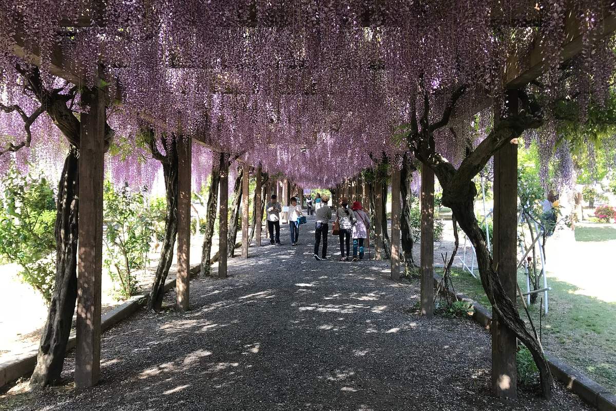 อุโมงค์ดอกวิสทีเรียสวนฟูจิเกาะโอมิชิมะ