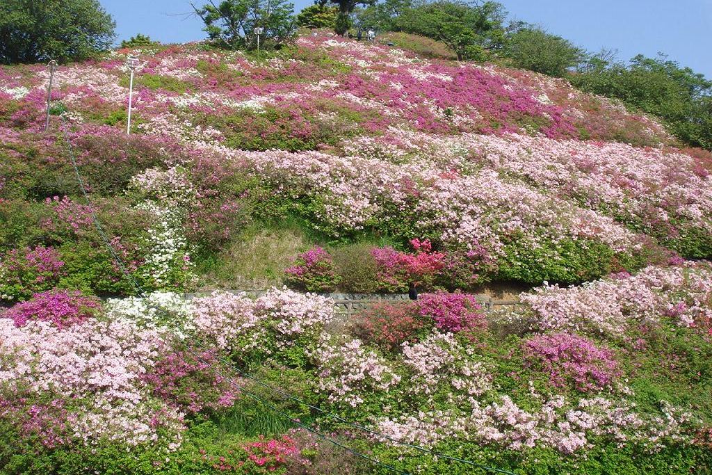 ดอกอาซาเลียบนเนินสวนโทมิสุยามะ เมืองโอซุ