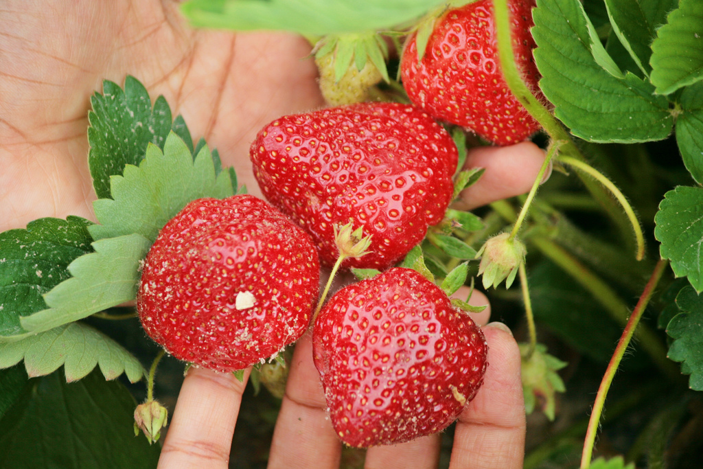 มือเก็บสตรอว์เบอร์รีสีแดงบนต้น — ภาพประกอบ