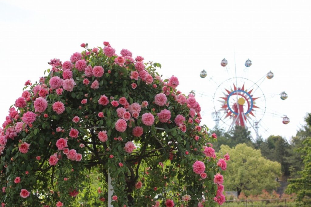 สวนกุหลาบกับชิงช้าสวรรค์ที่สวนฮาจิกามิเนะ