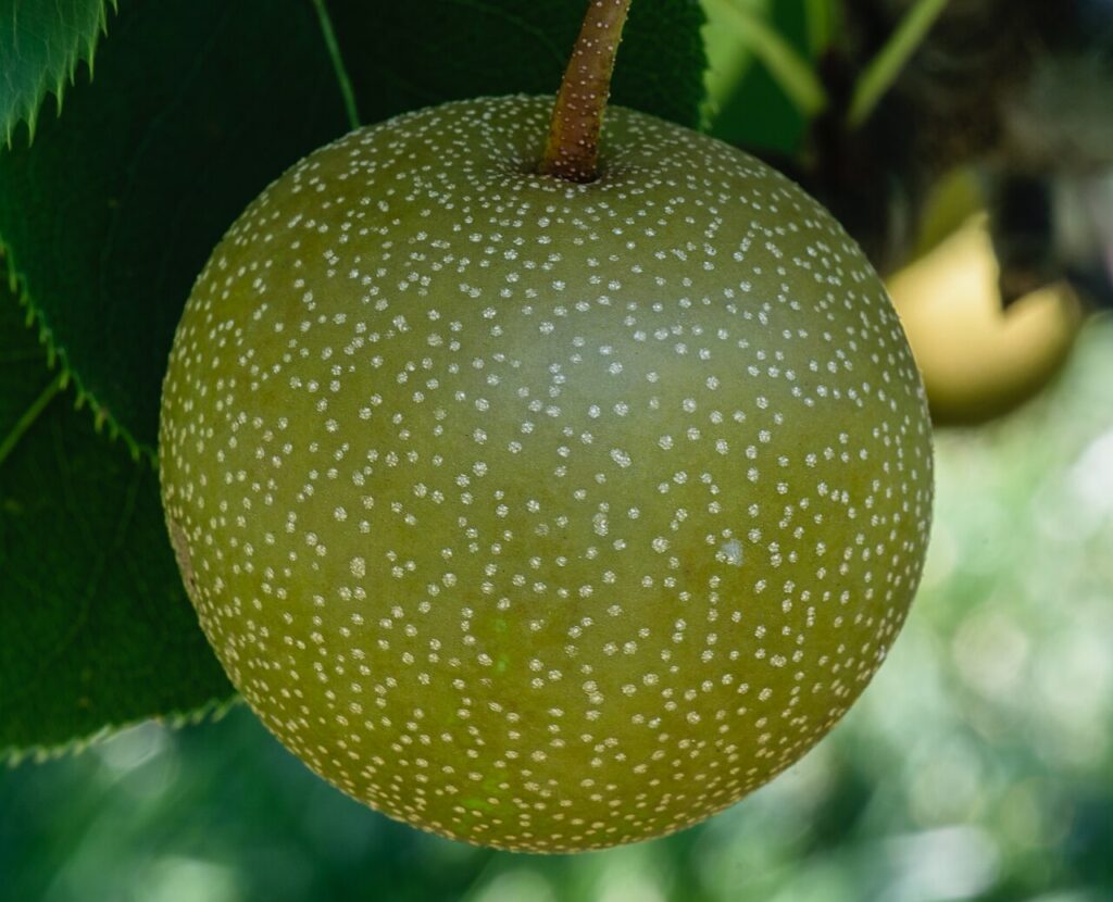สวนฮาชิโมโตะ ทตโตริ｜เก็บสาลี่เป็นตะกร้า ราคาและวิธีจอง