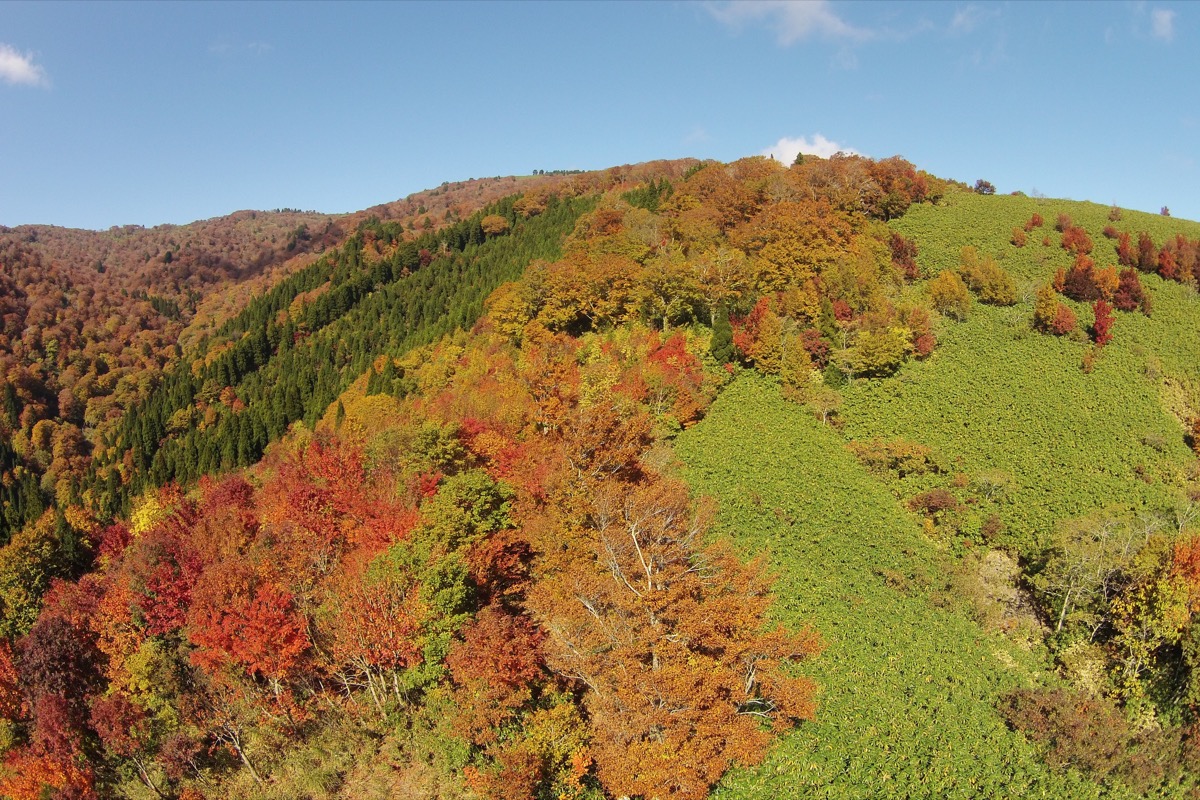 ภาพสีสันฤดูใบไม้ร่วงของภูเขาเฮียวโนเซ็น ถ่ายปี 2015
