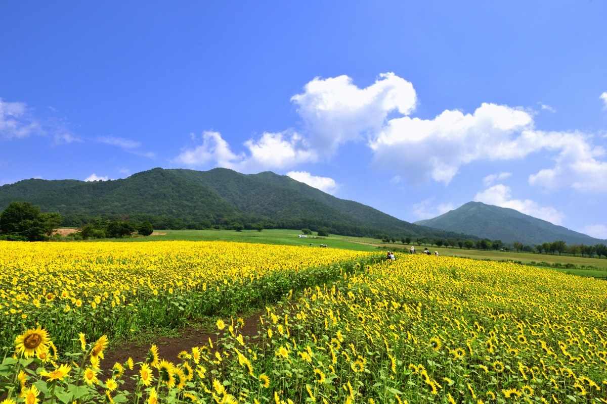 ทุ่งทานตะวันกับเทือกเขาฮิรุเซ็นด้านหลัง