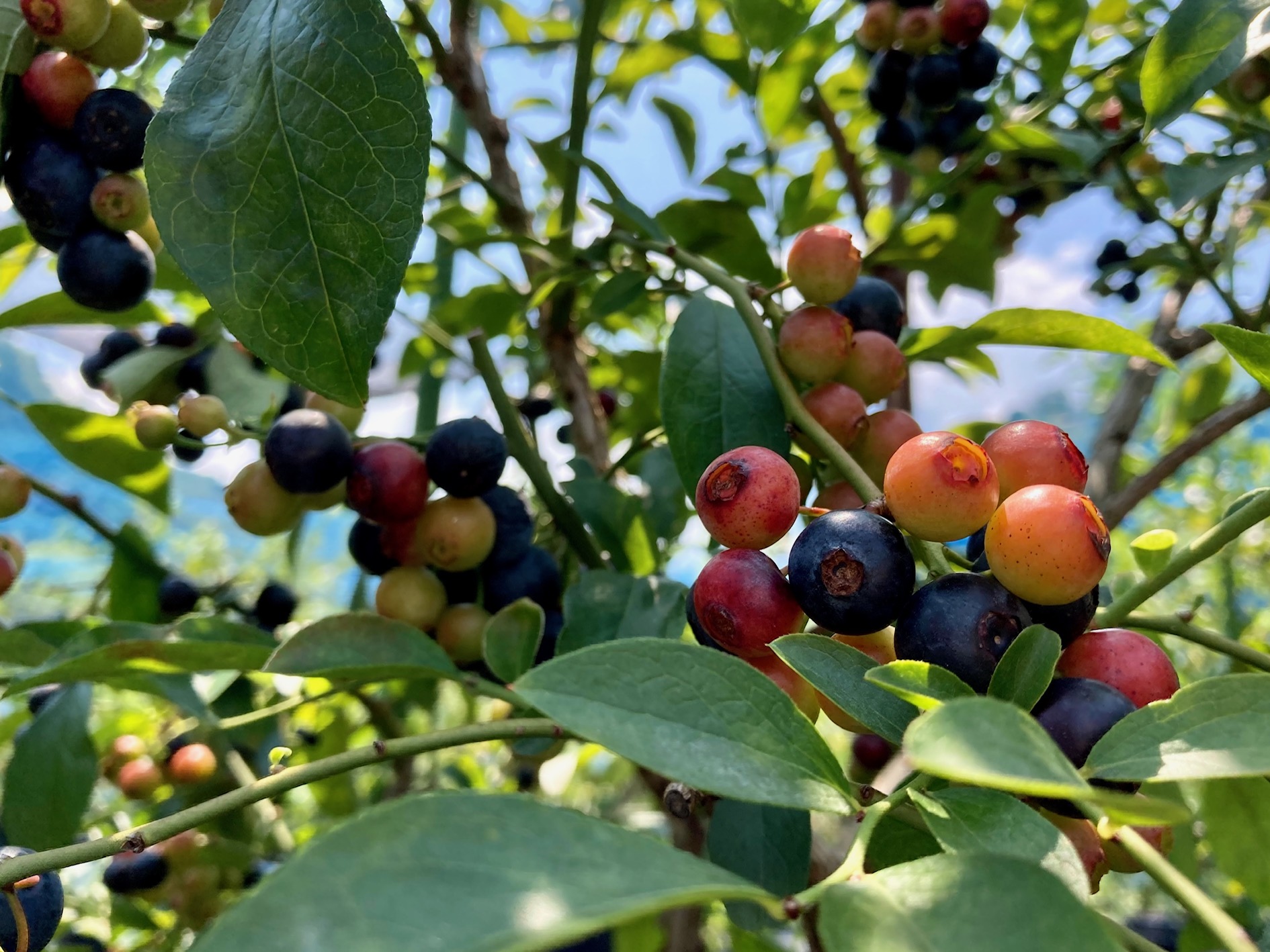 blueberryfarmさなごうち