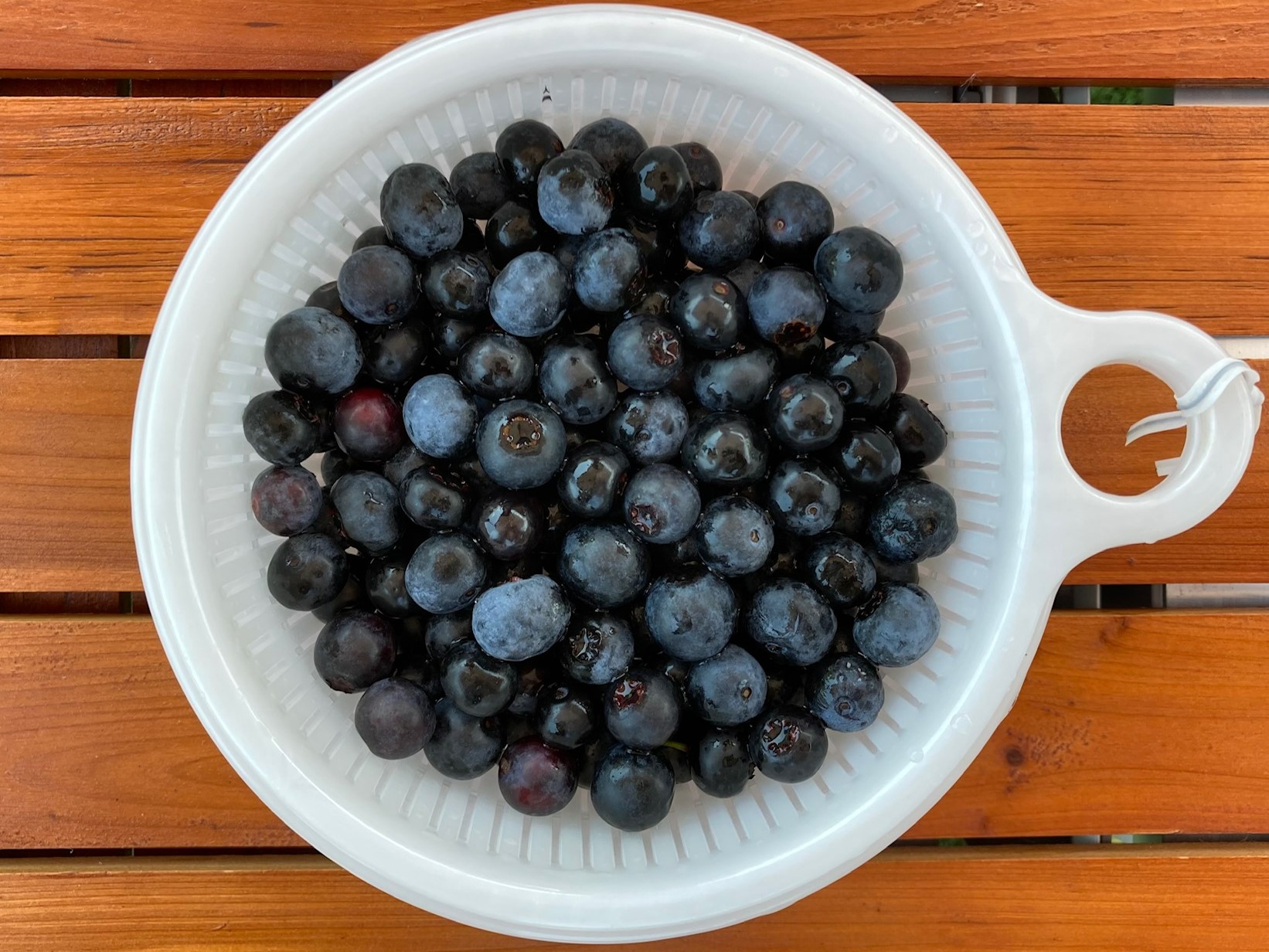 blueberryfarmさなごうち