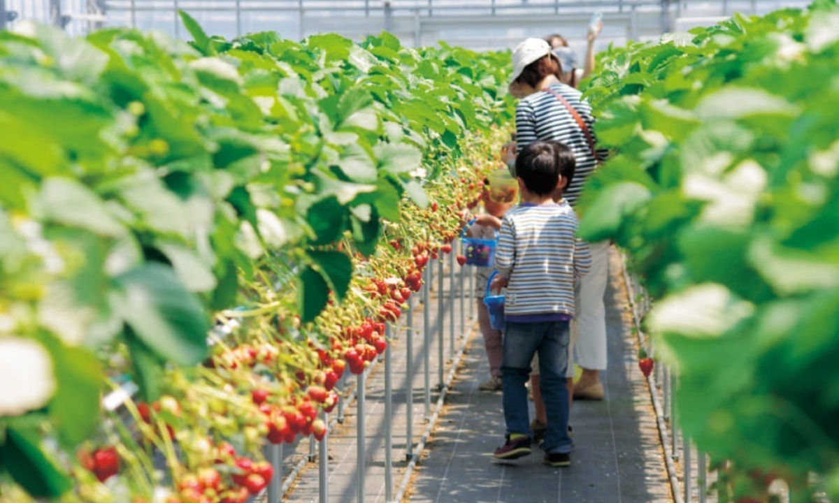 สตรอว์เบอร์รีที่ Osumi Strawberry Farm