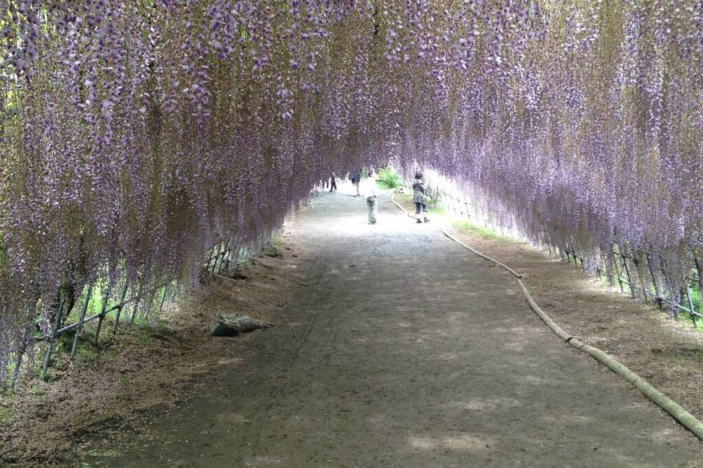 อุโมงค์ดอกวิสทีเรียที่สวนคาวาจิฟุจิเอ็น