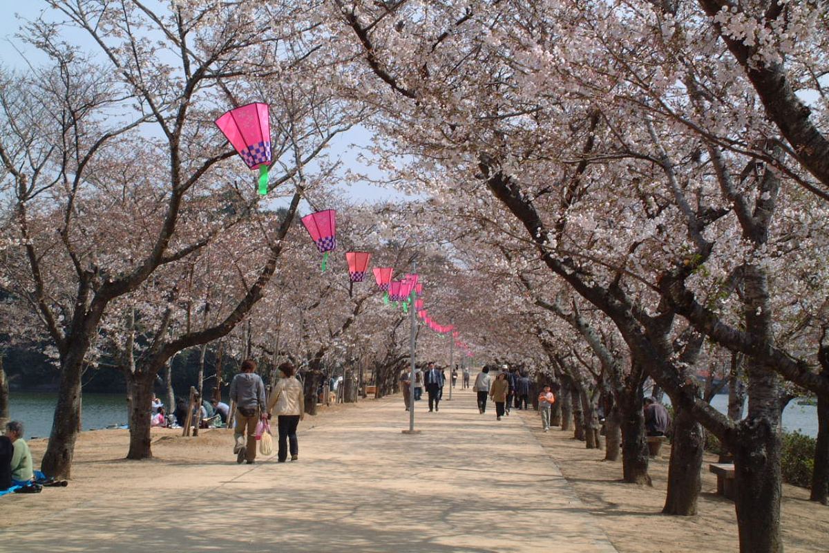 ซากุระและโคมไฟในสวนคิคาคุ เมืองซานุกิ