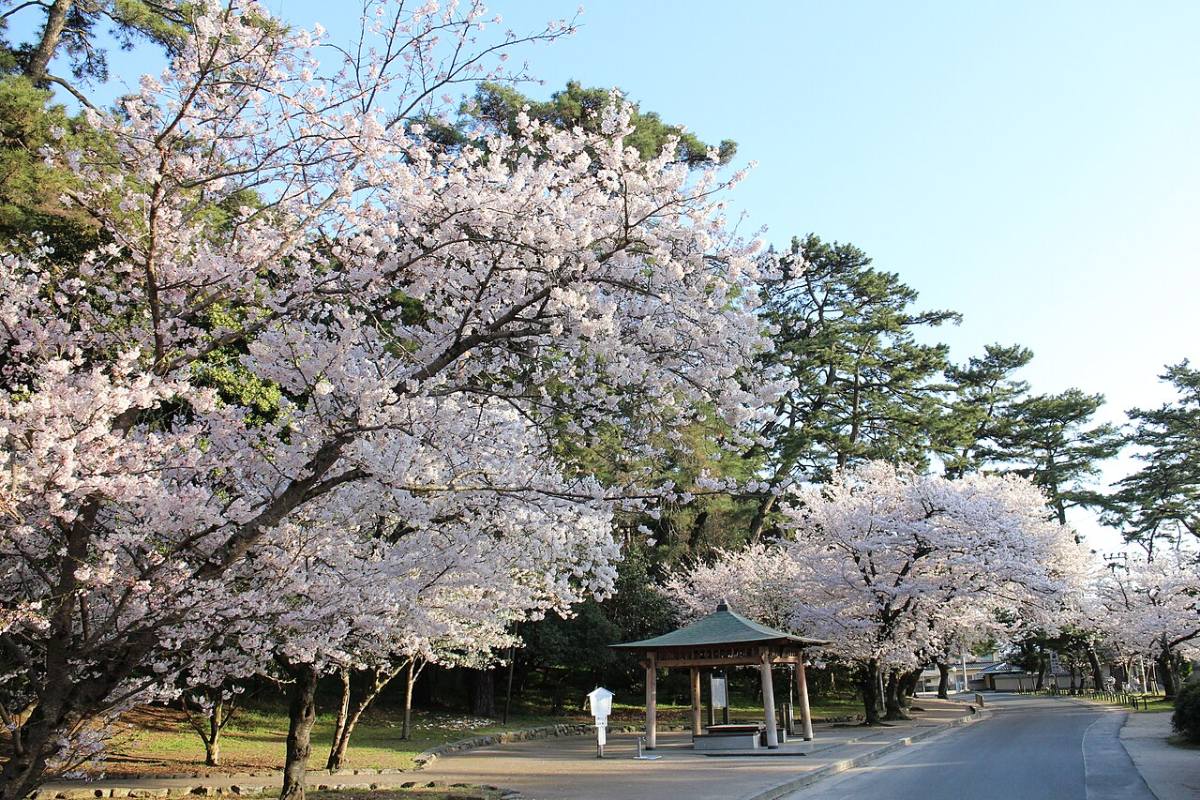 ซากุระบานในสวนโคโตฮิกิ เมืองคันอนจิ