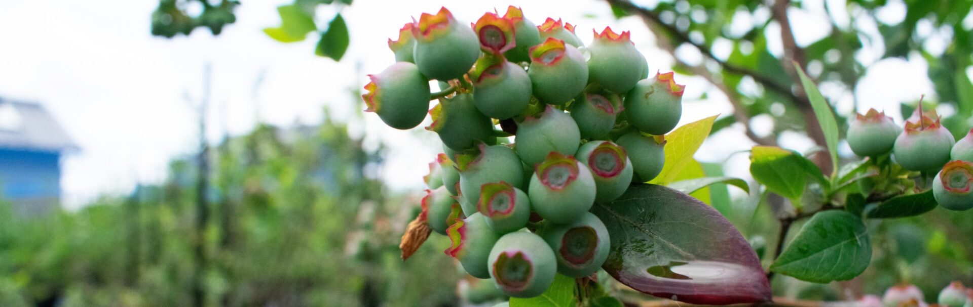 AWA Blueberry Farm