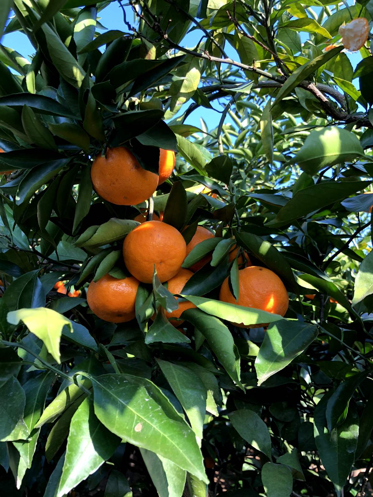 ส้มมิกังบนต้น เป็นภาพประกอบ ไม่ใช่ภาพจากสวน Kokuzozan Fruit Land