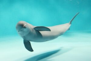 พิพิธภัณฑ์สัตว์น้ำมิยาจิมะ ตู้แพหอยนางรมกับโลมาไร้ครีบหลัง